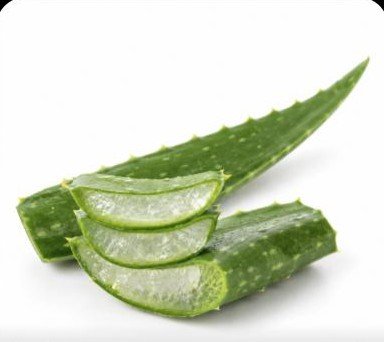 Feuille d'aloe vera fraîche