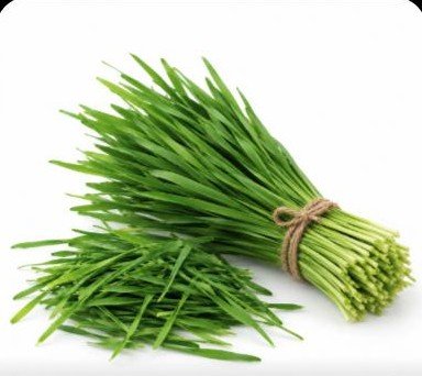 Herbe de blé fraîche
